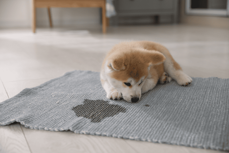 Oxibutinina no Tratamento da Incontinência Urinária em Cães